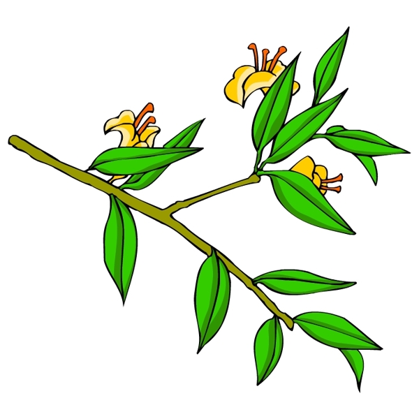 花卉古典插畫