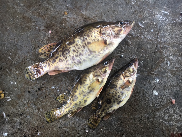 野生桂魚