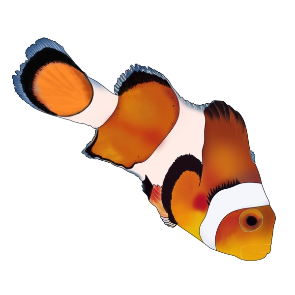 小丑鱼海洋生物