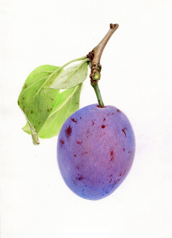 彩铅绘画水果蓝莓