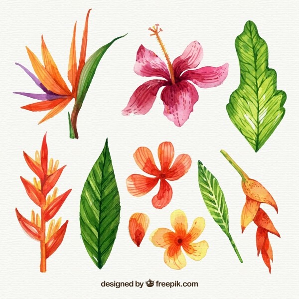 彩绘热带花朵和叶子图片