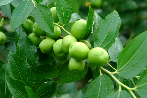 棗樹(shù)棗圖片