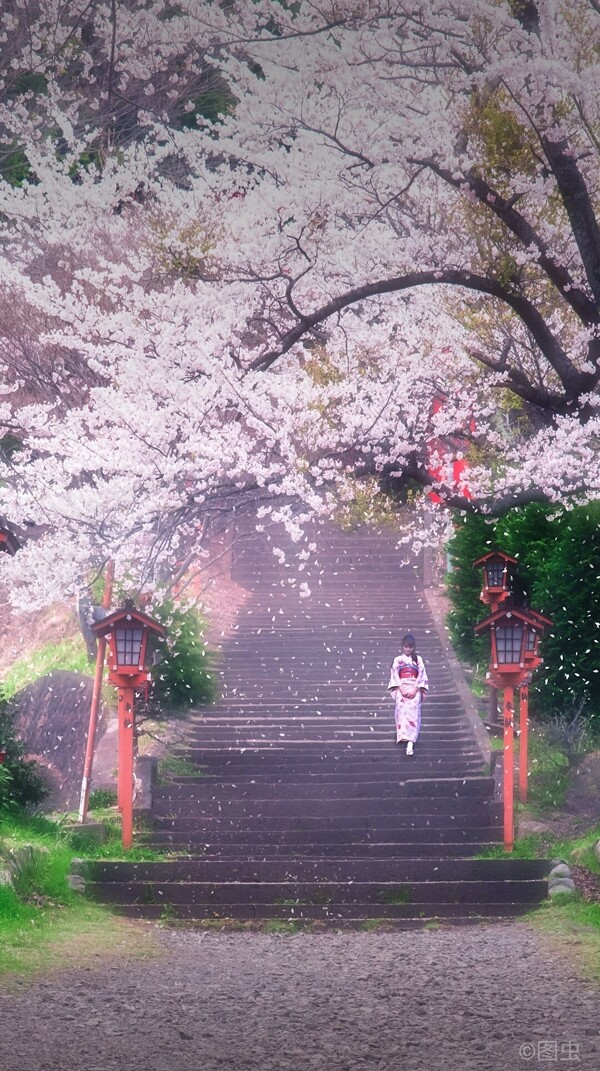 浪漫櫻花