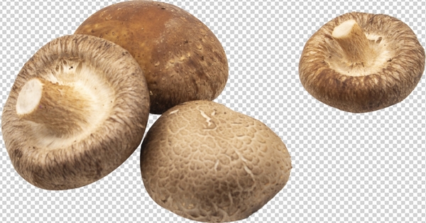 香菇图片