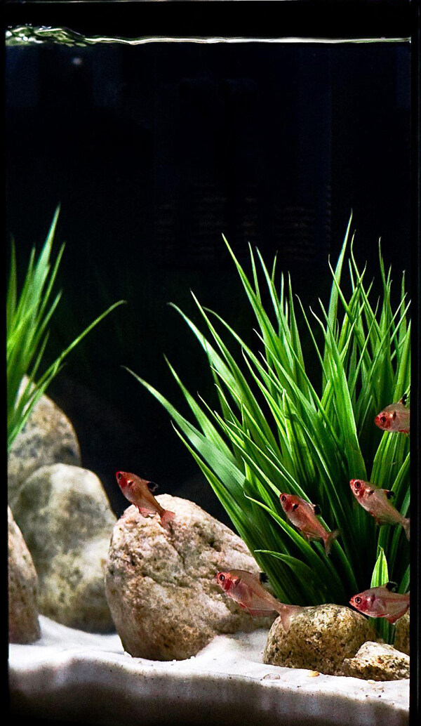 水族背景圖片