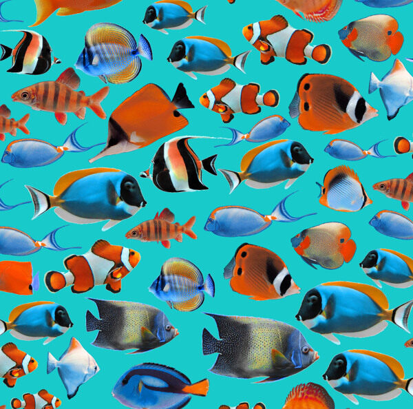 熱帶魚圖片