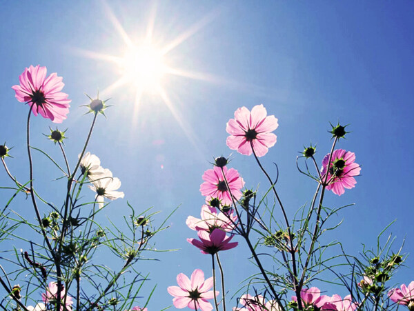 太陽花