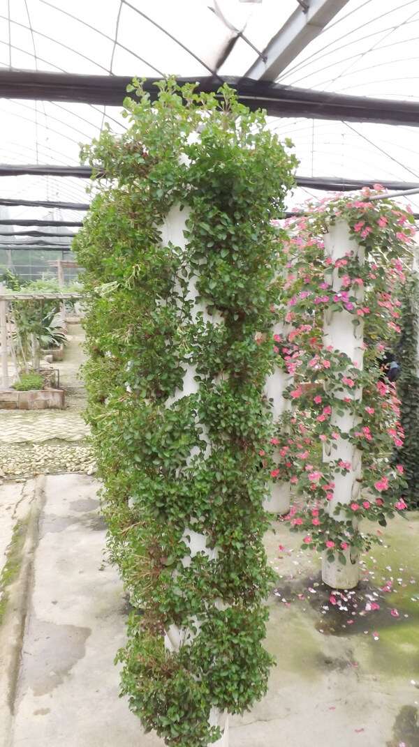 綠色花柱圖片
