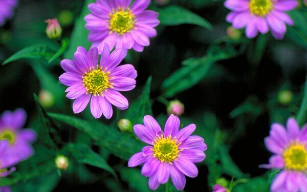 位圖寫實(shí)花卉植物花朵水仙花免費(fèi)素材