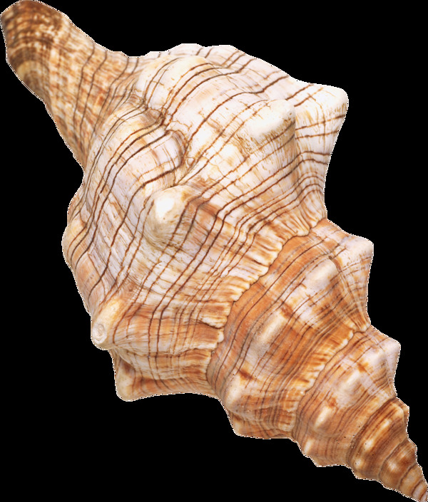 漂亮浅棕色海螺图片免抠png透明图层素材