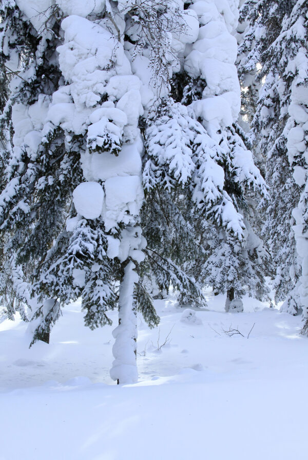 二郎河雪景圖片