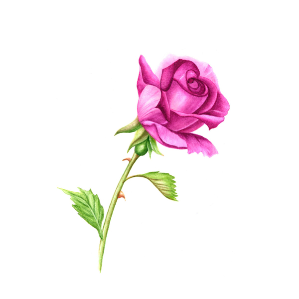 位圖植物寫意花卉花朵玫瑰免費素材
