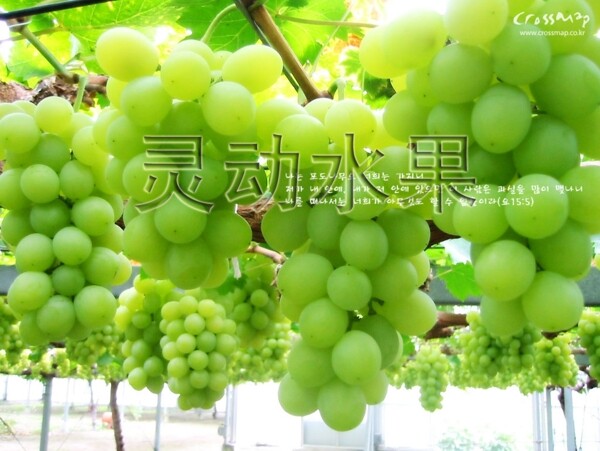 透明字