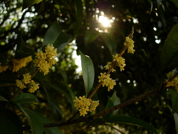 桂花圖片