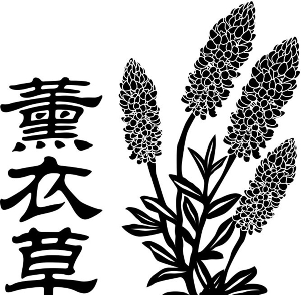 薰衣草