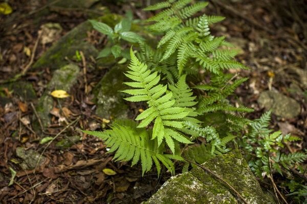 野草