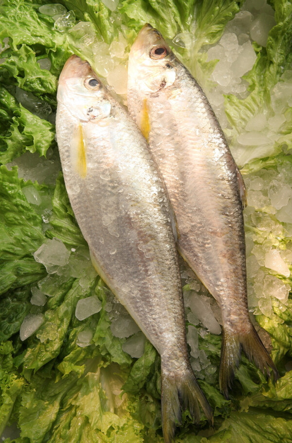 大黃魚圖片