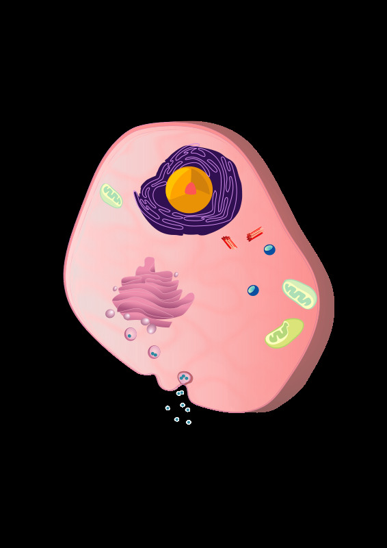 celulaeucariotica