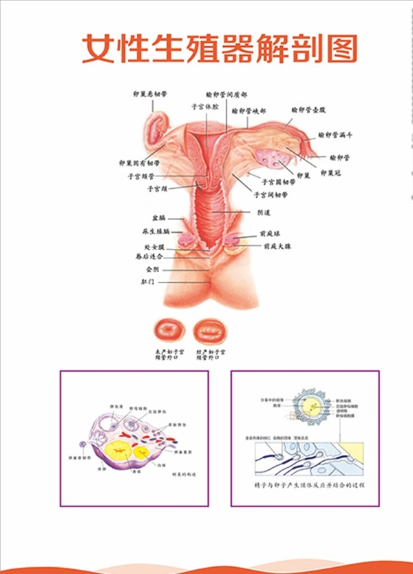 女性生殖器解剖