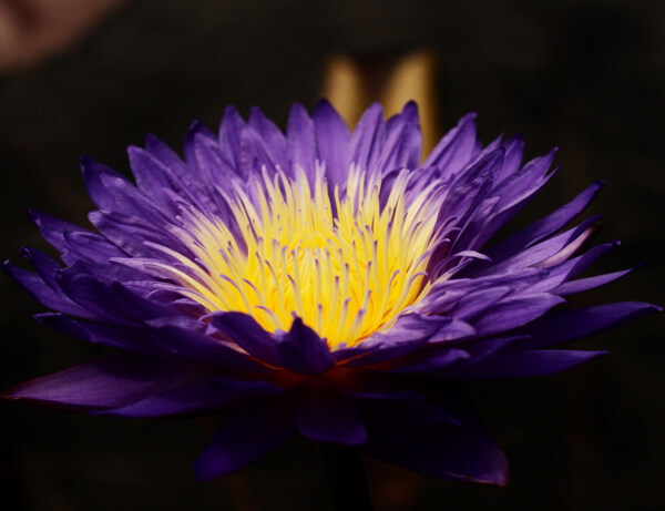 位圖植物攝影寫實(shí)花卉花朵野花免費(fèi)素材