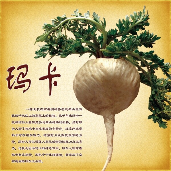 瑪卡圖片