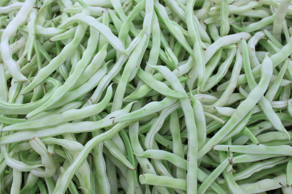 蕓豆