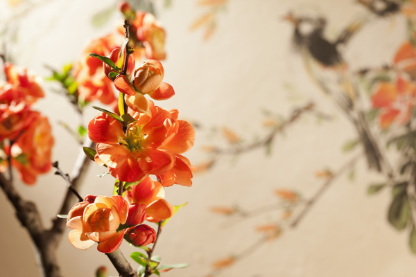 桃花樹枝圖片