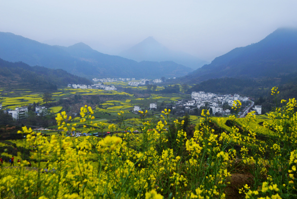 春意盎然鄉(xiāng)間黃色油菜花田
