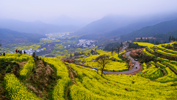 黃色油菜花海與山村風光