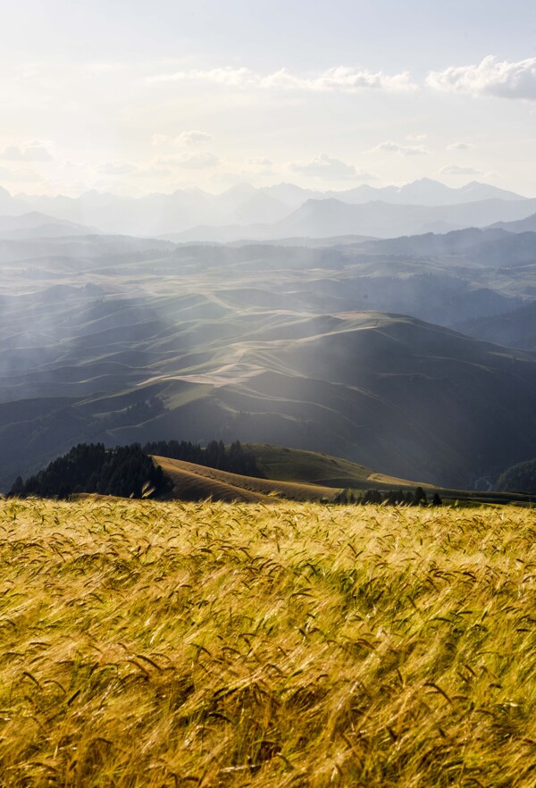 成熟的小麦在夕阳下散发出迷人的图片