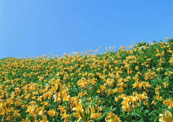 花園自然風(fēng)景貼圖素材JPG0352