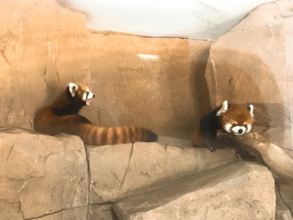 浣熊杭州野生动物园