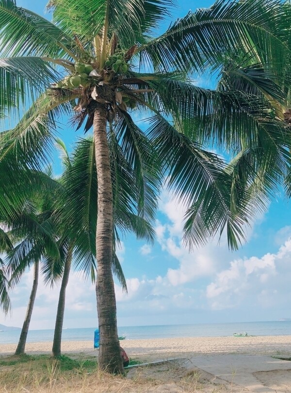 海南椰林大海椰树