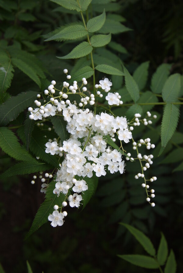 白花圖片