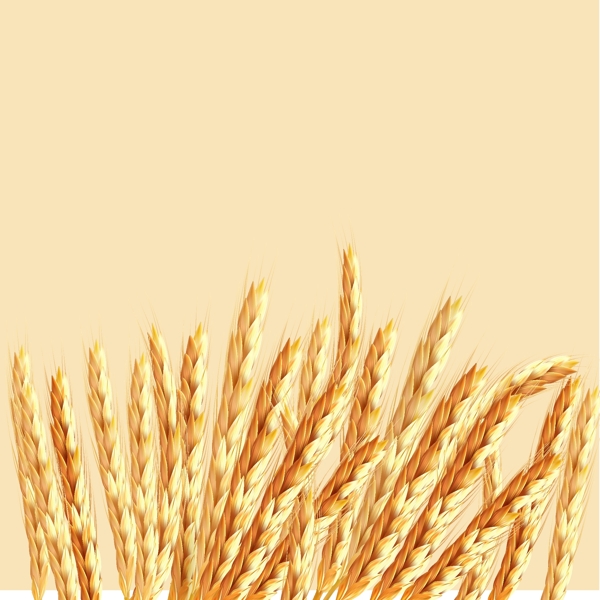 矢量手绘简约金色麦穗粉底背景素材