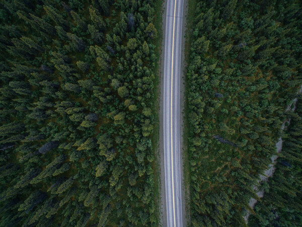 森林航拍树木俯瞰