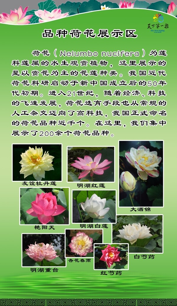 荷花展板圖片