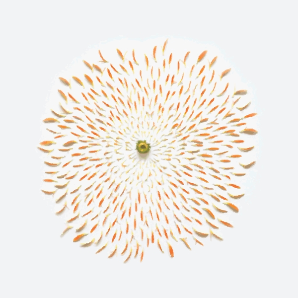 印花矢量圖T恤圖案植物花朵拼接免費素材