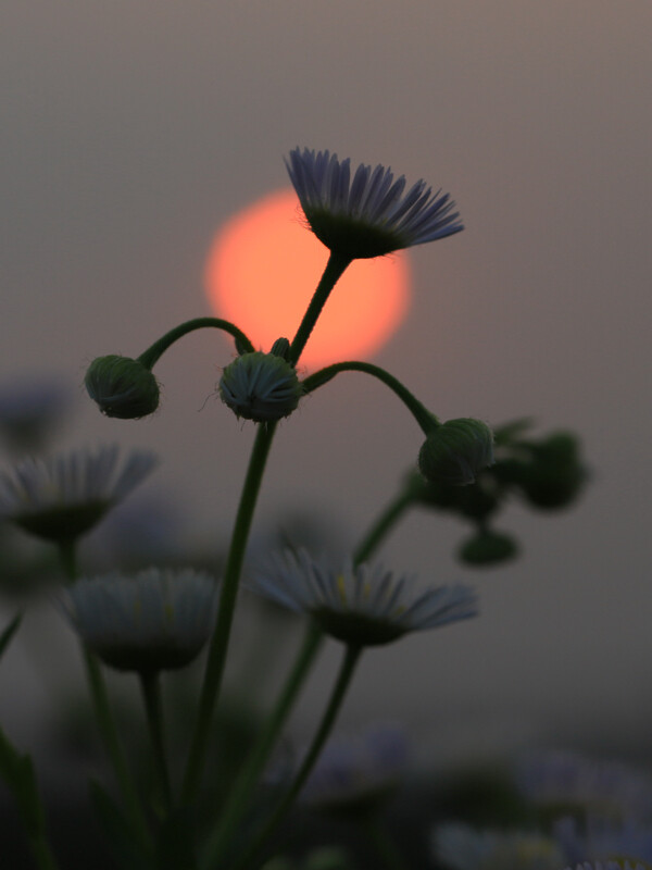夕阳下的野花