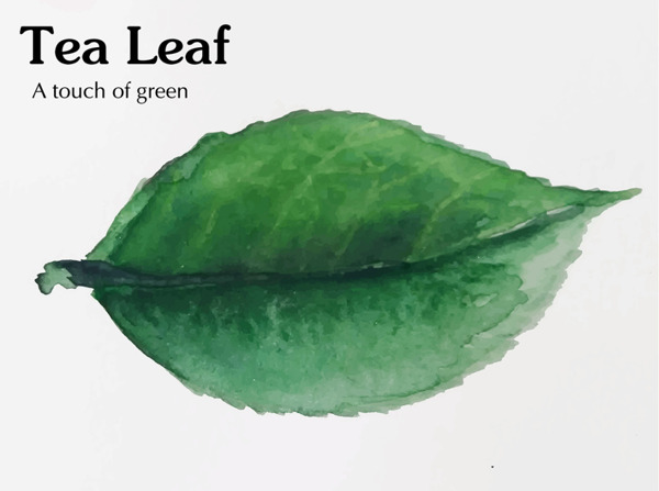 手绘水彩绿色茶叶叶子