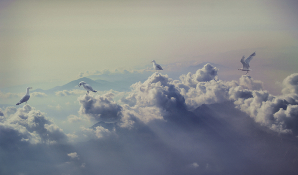 白云上的鸽子图片