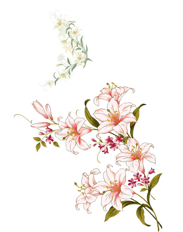百合花圖片