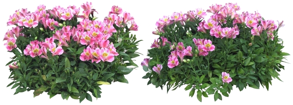 植物花圖片