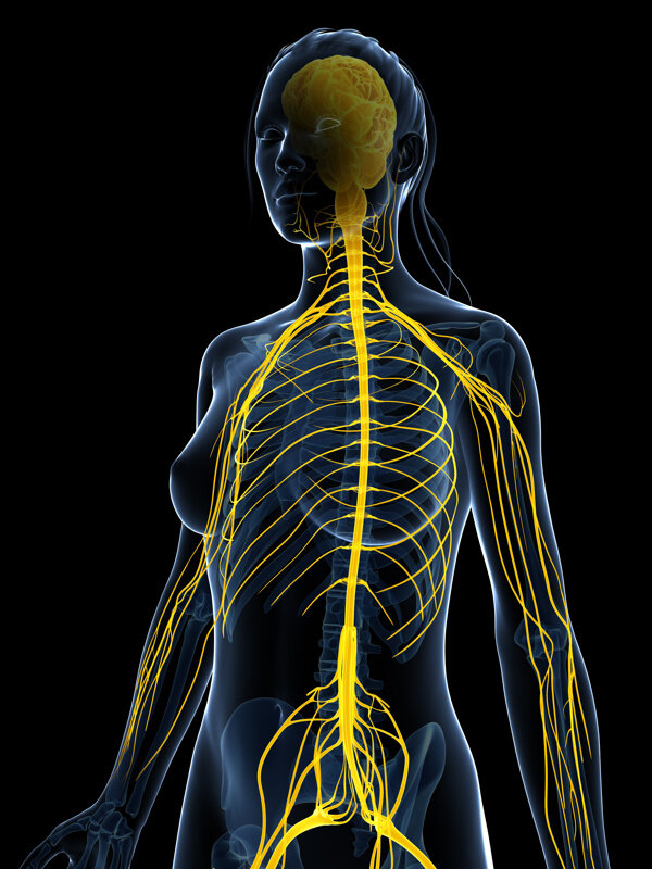神经系统人体器官图片