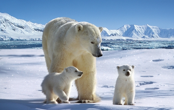 北极熊冰山图片