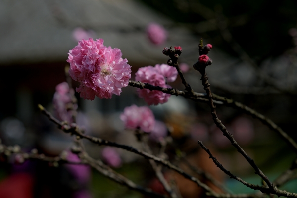 阳光下的桃花