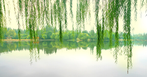 杭州西湖杨柳图片