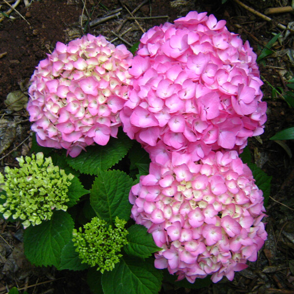 位图植物摄影写实花卉花朵绣球花免费素材