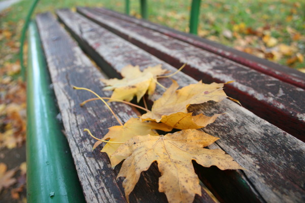 秋天的背景色叶木板