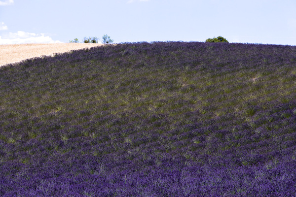 漫山的紫蓝色薰衣草图片图片